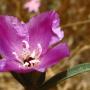 Wine Cup (Clarkia purpurea): An annual native which generally blooms from about April through July.